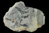 Pennsylvanian Fossil Fern (Neuropteris) Plate - Kentucky #137723-1